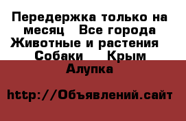 Передержка только на месяц - Все города Животные и растения » Собаки   . Крым,Алупка